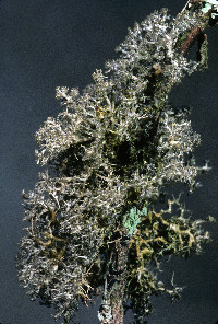 Dendriscocaulon intricatulum image