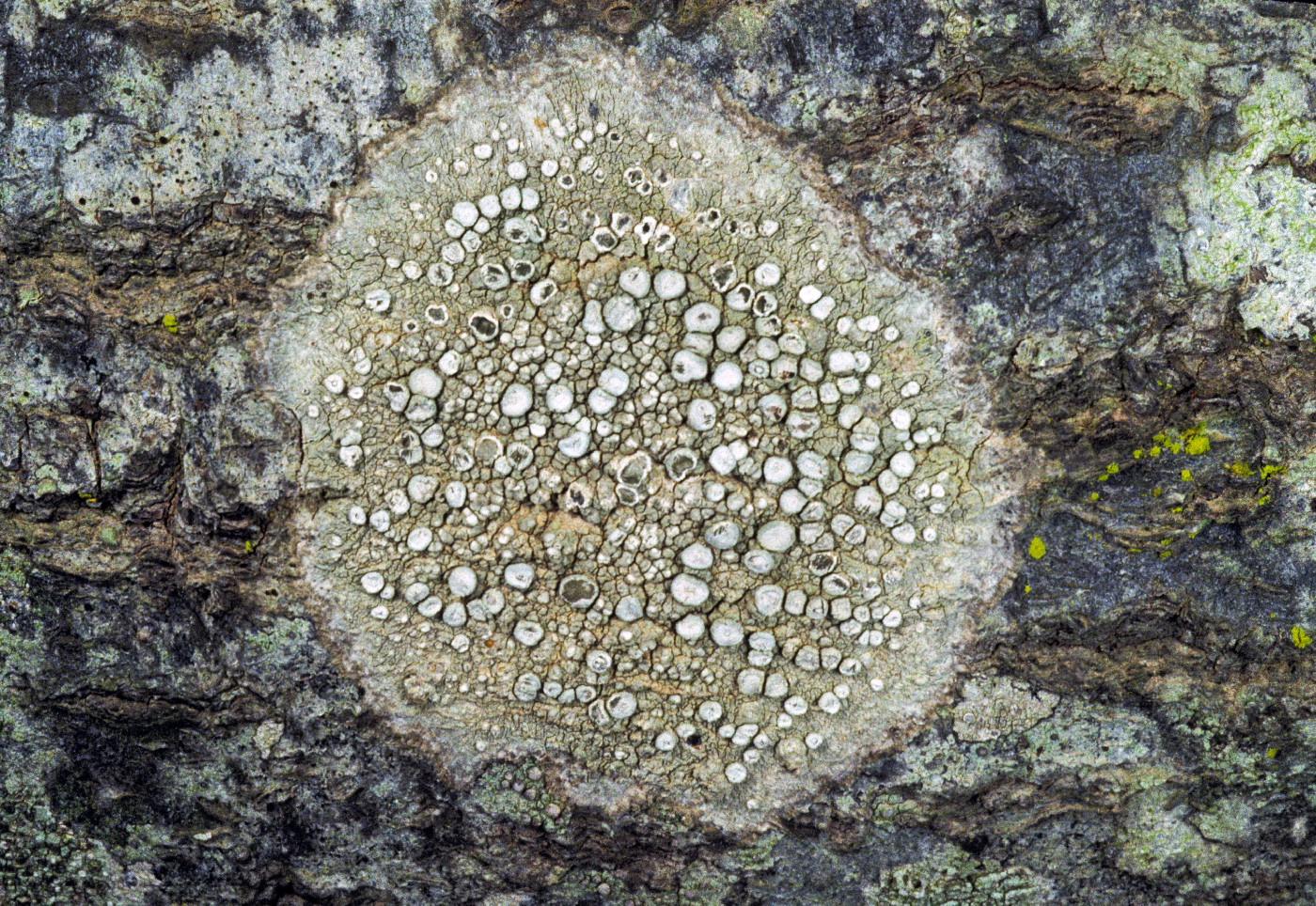 Dendrographa conformis image