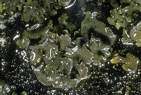 Image of Dermatocarpon rivulorum