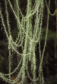 Image of Usnea longissima