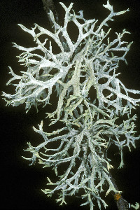 Evernia prunastri image