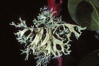 Evernia prunastri image