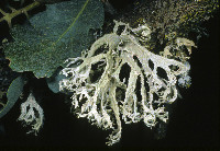 Evernia prunastri image