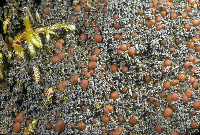 Image of Fuscopannaria coralloidea