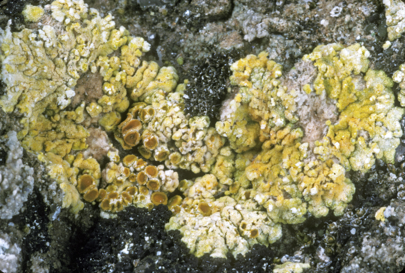 Gyalolechia desertorum image