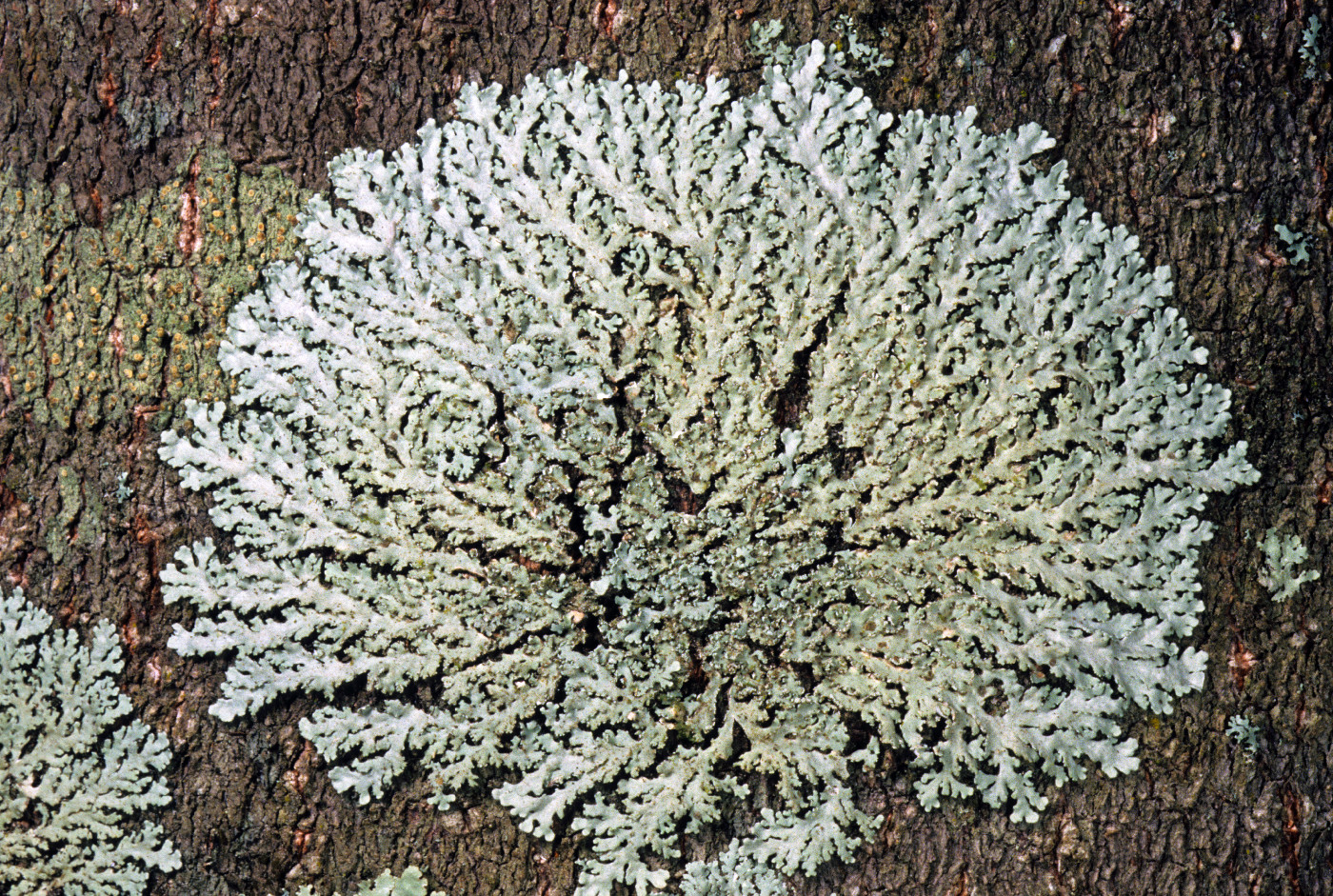 Polyblastidium albicans image