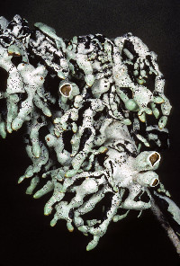 Hypogymnia apinnata image