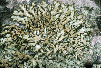 Image of Hypogymnia bitteri