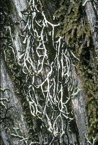 Hypogymnia duplicata image