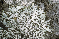 Hypogymnia enteromorpha image