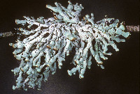 Hypogymnia enteromorpha image