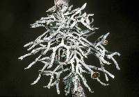 Hypogymnia imshaugii image