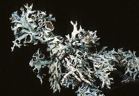Hypogymnia imshaugii image