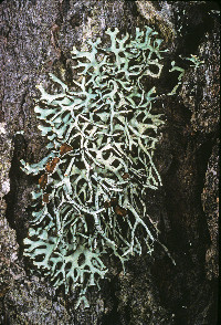 Hypogymnia inactiva image