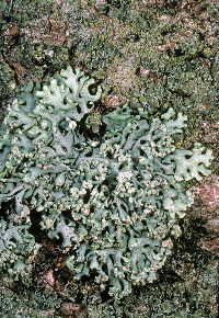 Hypogymnia krogiae image