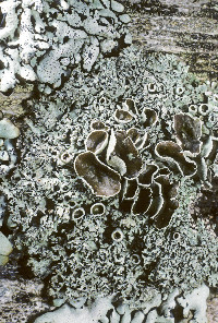 Hypogymnia lophyrea image