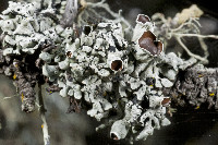 Hypogymnia minilobata image