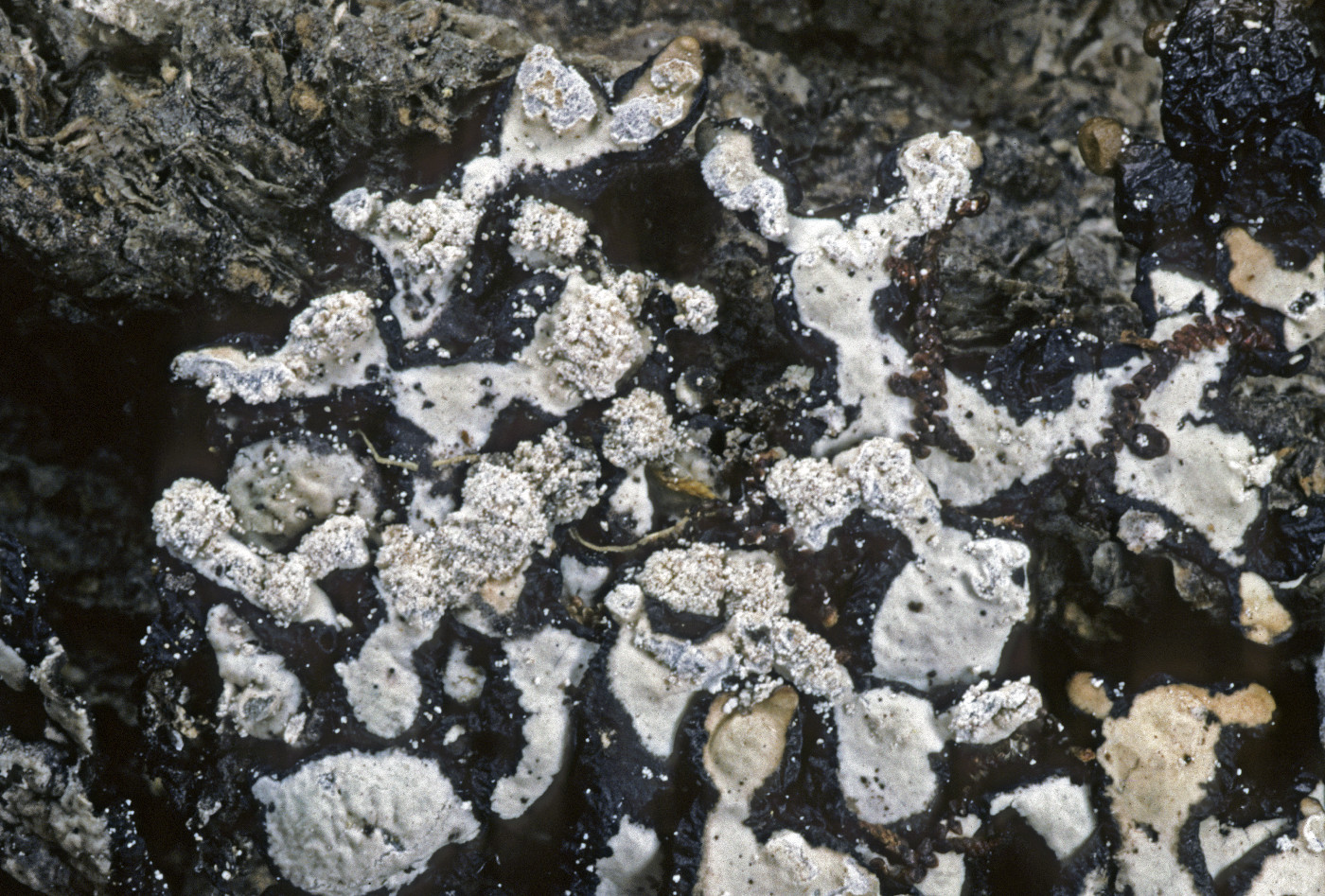 Hypogymnia oceanica image