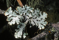 Hypogymnia physodes image