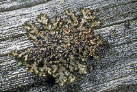 Hypogymnia subobscura image