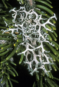 Hypotrachyna (Everniastrum) image