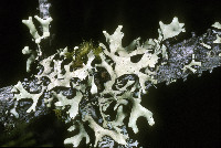 Hypotrachyna (Sinuosae) image