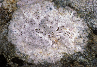 Ionaspis lavata image