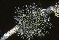 Kaernefeltia californica image