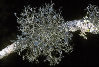 Kaernefeltia californica image