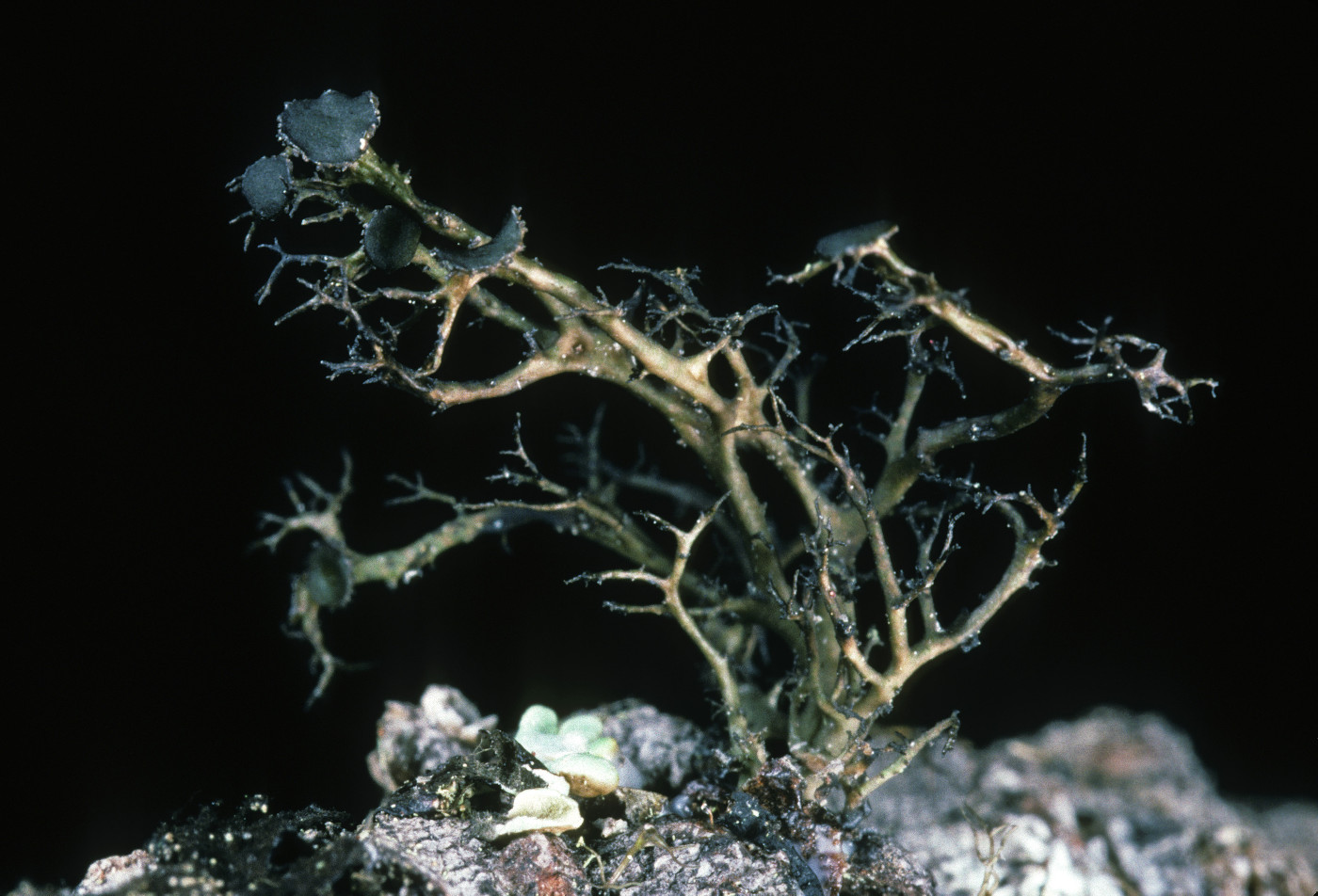 Kaernefeltia californica image