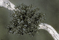 Image of Kaernefeltia merrillii