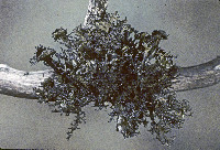 Kaernefeltia merrillii image