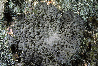Umbilicaria subg. Lasallia image