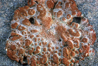Umbilicaria papulosa image