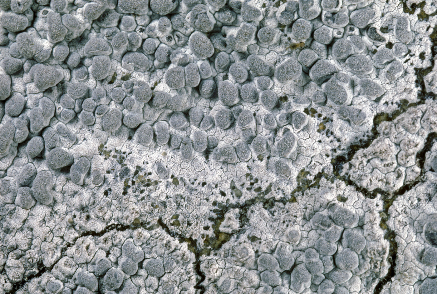 Lecanographa hypothallina image