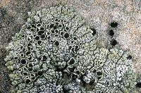 Lecanora argopholis image