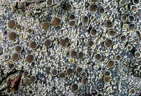 Lecanora circumborealis image