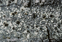 Lecanora circumborealis image