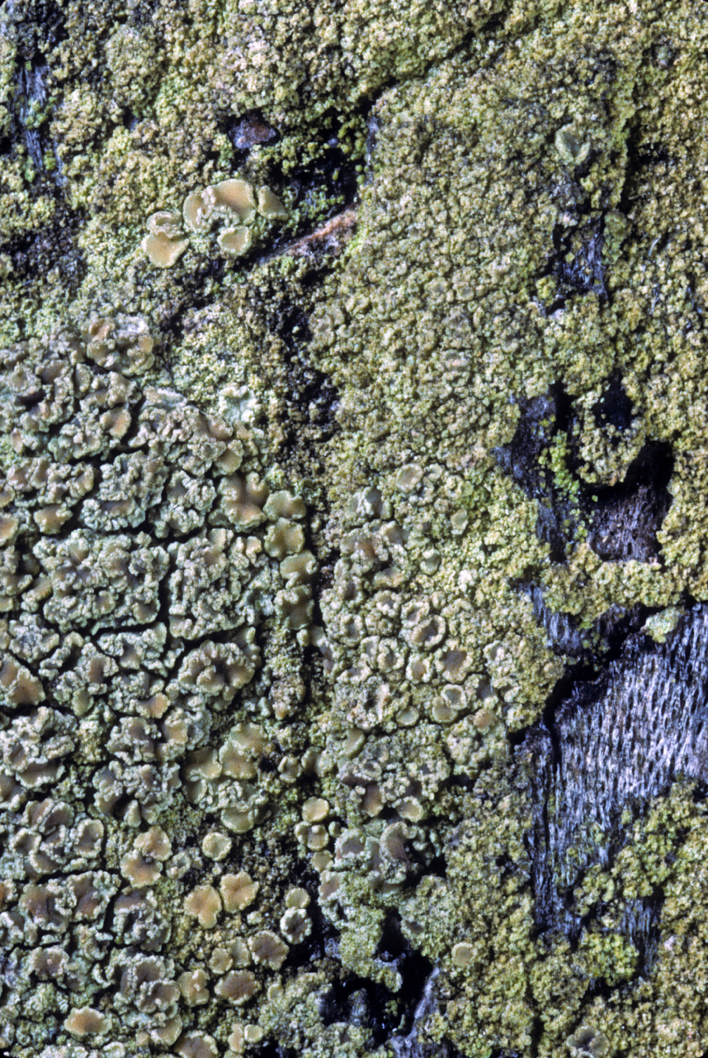 Lecanora conizaeoides image