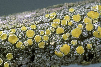 Lecanora cupressi image