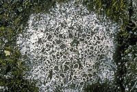 Lecanora epibryon image