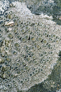 Lecanora pacifica image