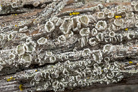 Lecanora pacifica image