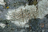 Lecanora pacifica image