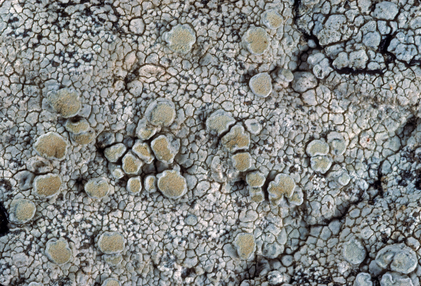 Lecanora rupicola image