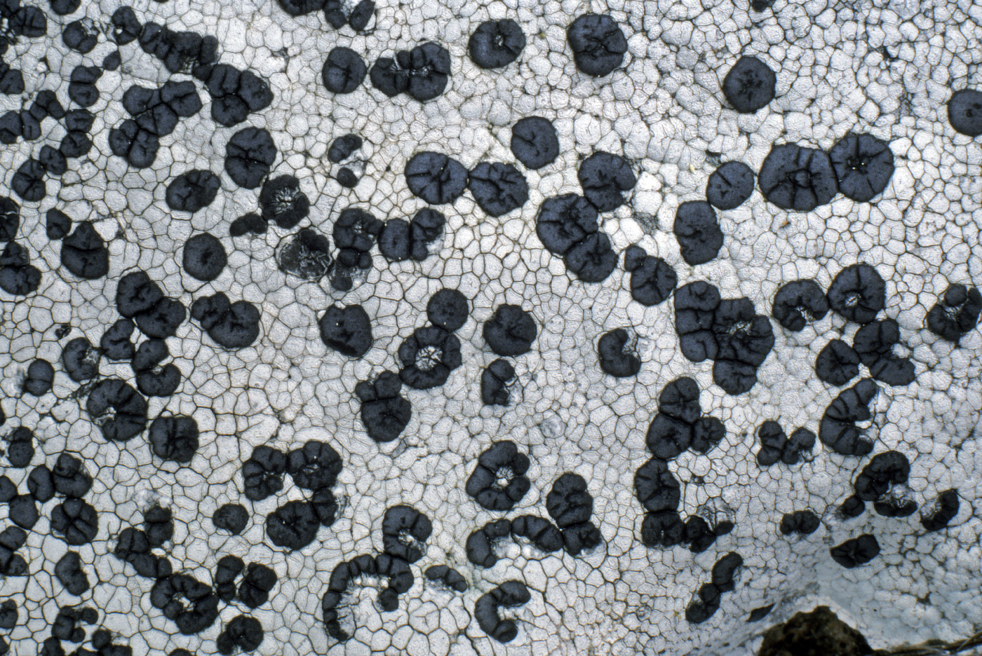 Lecidea tessellata image