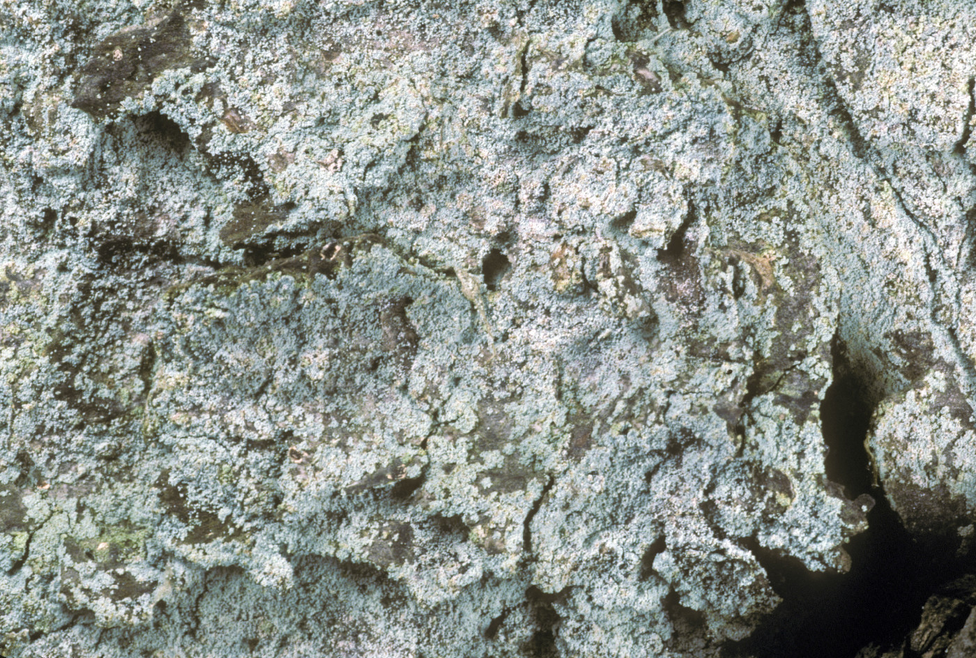 Lepraria elobata image