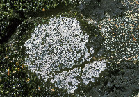 Lepraria neglecta image