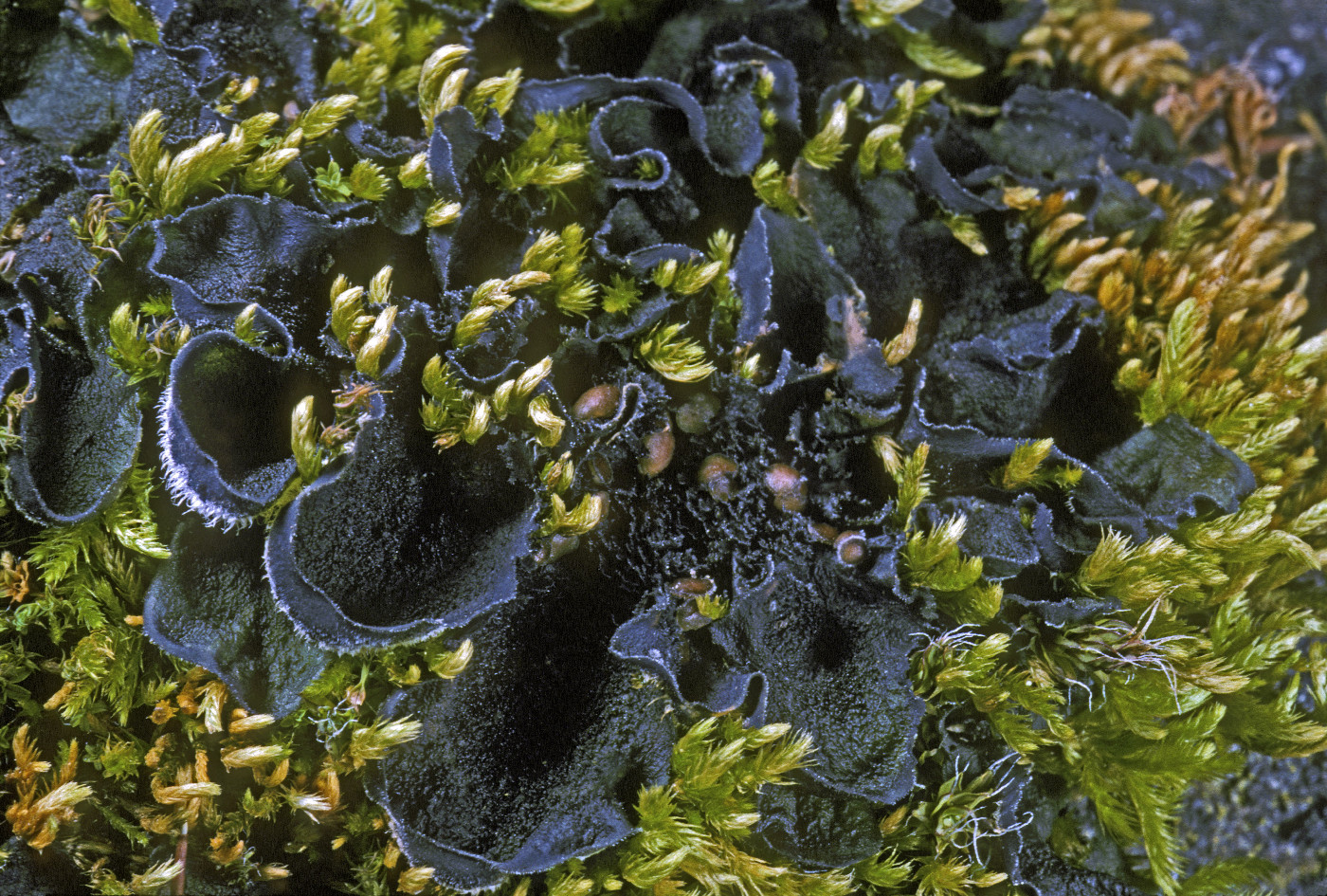 Leptochidium albociliatum image