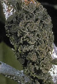 Image of Leptogium brebissonii